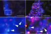 thumbnail image from paper