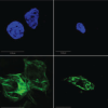 thumbnail image from paper