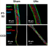 thumbnail image from paper