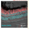 thumbnail image from paper