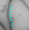 thumbnail image from paper