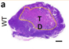 thumbnail image from paper