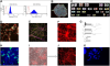thumbnail image from paper