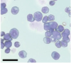 thumbnail image from paper
