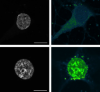 thumbnail image from paper