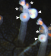thumbnail image from paper