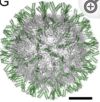 thumbnail image from paper