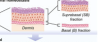 thumbnail image from paper