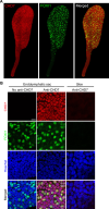 thumbnail image from paper
