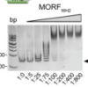 thumbnail image from paper